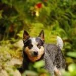 A Australian Cattle Dog