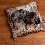A Dapple Dachshund