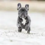 A French Bulldog Running