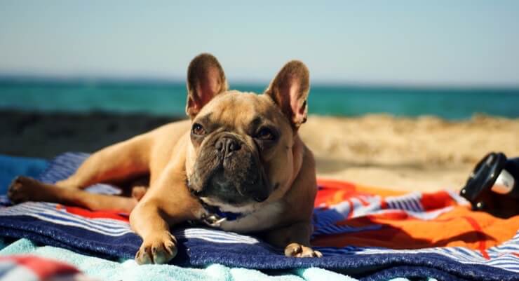 A French Bulldog