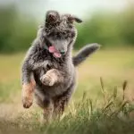 A German Shepherd Poodle Mix