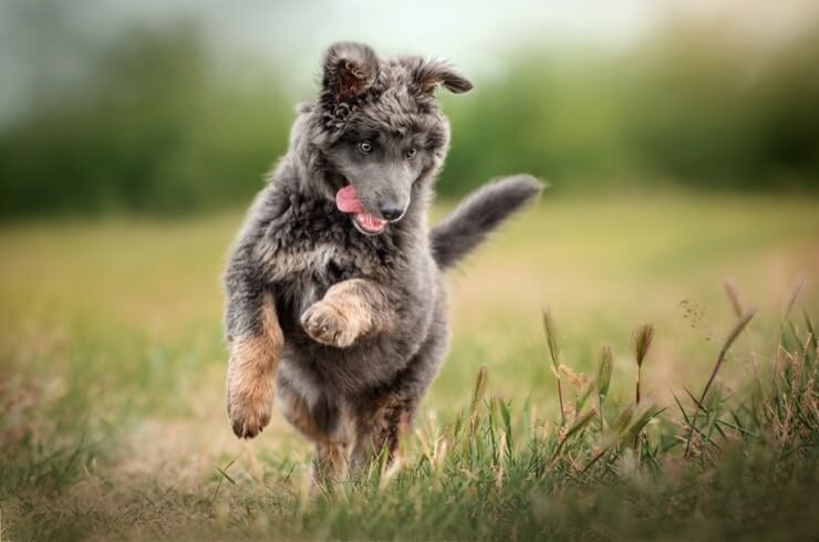 toy poodle german shepherd mix