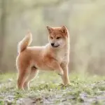A Puppy Shiba Inu Playing