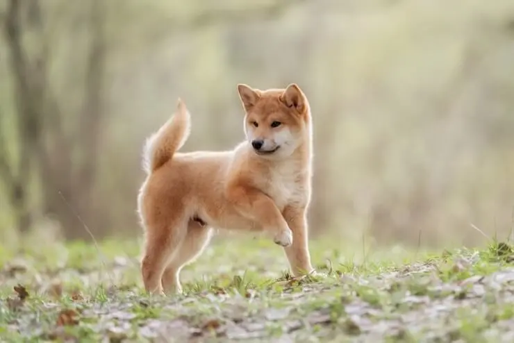 A Puppy Shiba Inu Playing