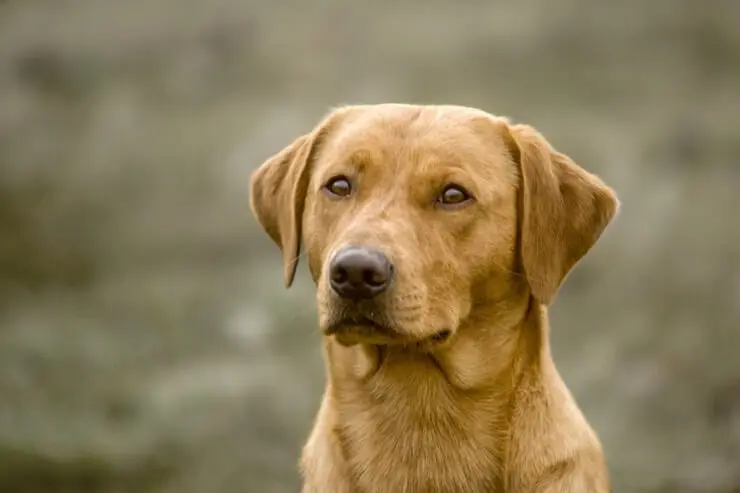 Fox Red Lab What To Know About This Stunning Retriever Perfect Dog Breeds