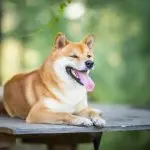 A Shiba Inu