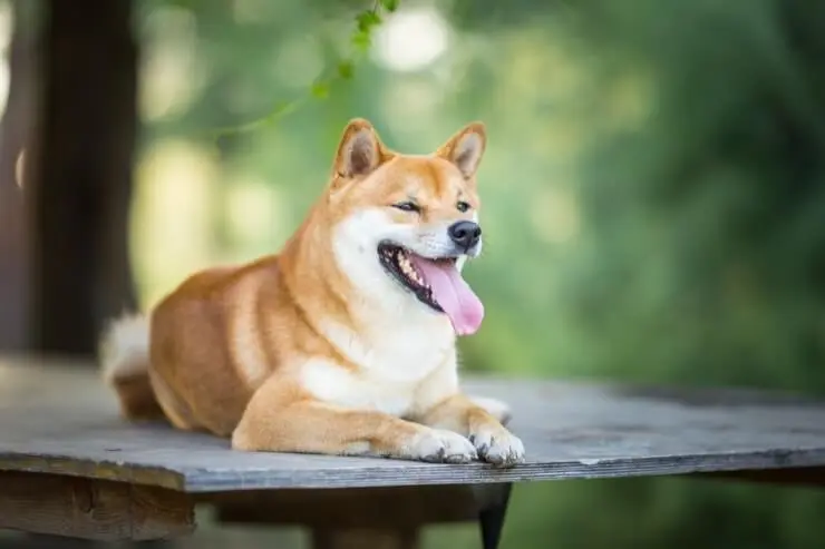 is a shiba inu a prey breed