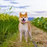 A Shiba Inu Outside Walking