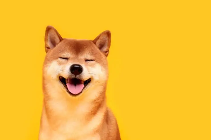 A Shiba Inu