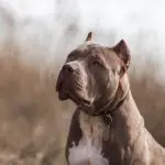 American Bully