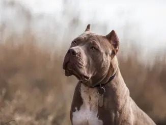 american bully