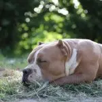 American Bully Dog