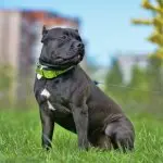 American Bully Pit