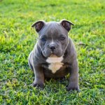 American Bully Puppy Walking