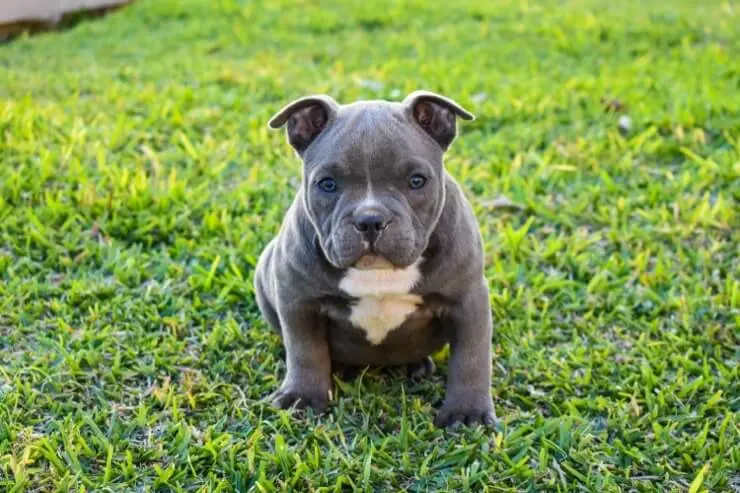 american bully extreme price