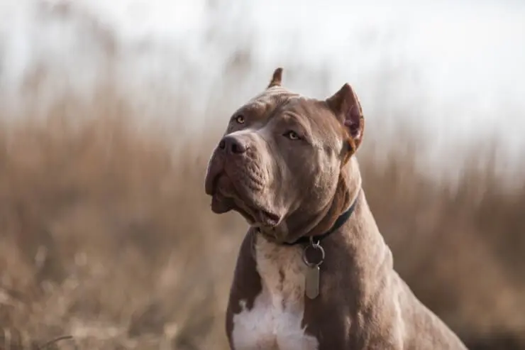 large american bully