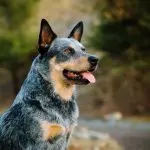 Australian Cattle Dog