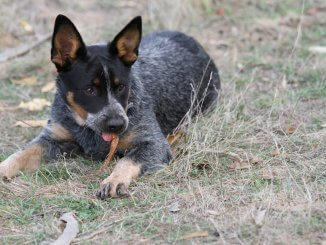 Australian Cattle Dog Is This The Ultimate Farm Dog? Cover