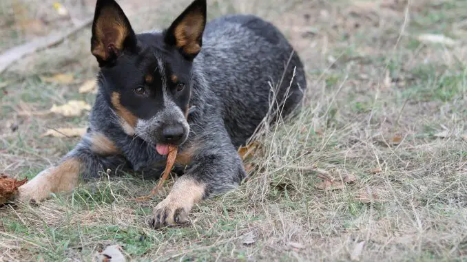 Australian Cattle Dog Is This The Ultimate Farm Dog? Cover