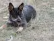 Australian Cattle Dog Is This The Ultimate Farm Dog? Cover
