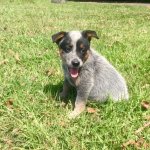 Australian Cattle Dog Puppy