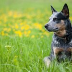 Australian Cattle Dog Working