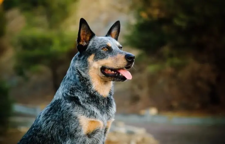 Australian Cattle Dog: Is This The Ultimate Farm Dog? - Perfect Dog Breeds