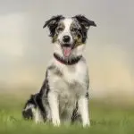 Australian Shepherd