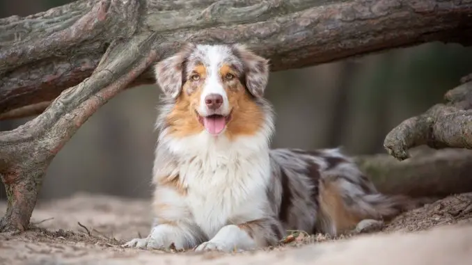 Australian Shepherd Care Guide The Cowboy's Favorite Breed Cover