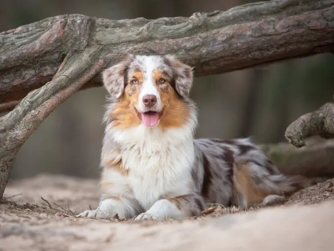 Australian Shepherd Care Guide The Cowboy's Favorite Breed Cover