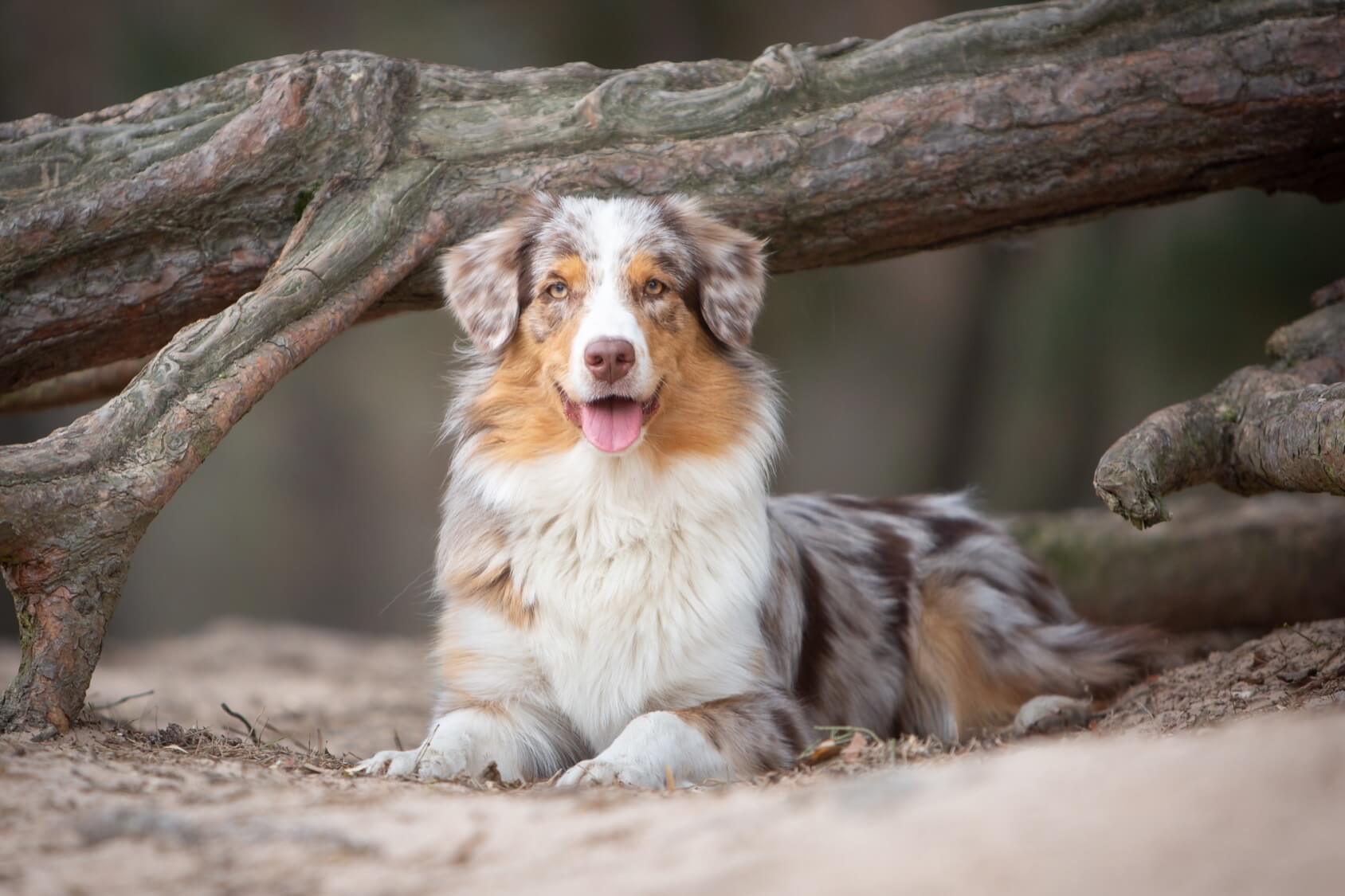 Are Australian Shepherds Playful