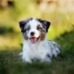 Australian Shepherd Dog