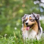 Australian Shepherd In Field Working