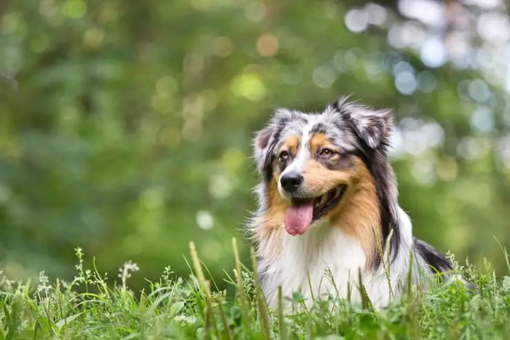 smid væk komedie betale sig Australian Shepherd Care Guide: The Cowboy's Favorite Breed - Perfect Dog  Breeds