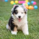 Australian Shepherd Puppy