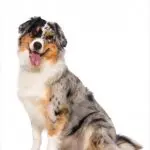 Australian Shepherd Sat Down