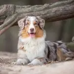 Australian Shepherd Working