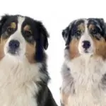 Australian Shepherds