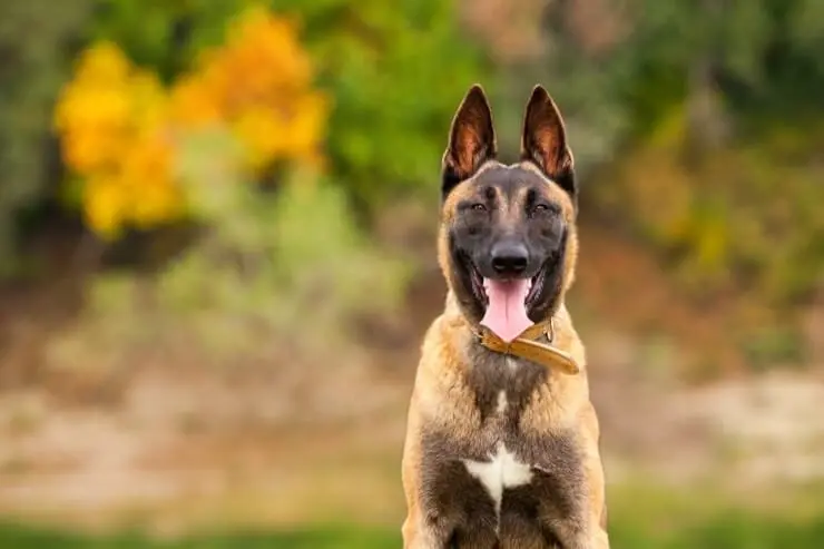 Belgian Malinois Close Up