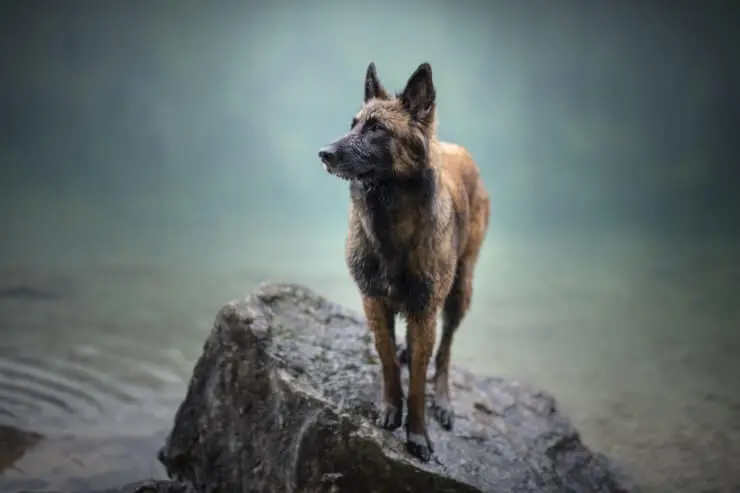 Belgian Malinois Out In The Fields