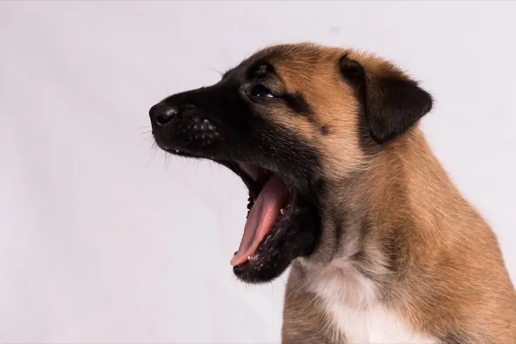 Belgian Malinois Puppies