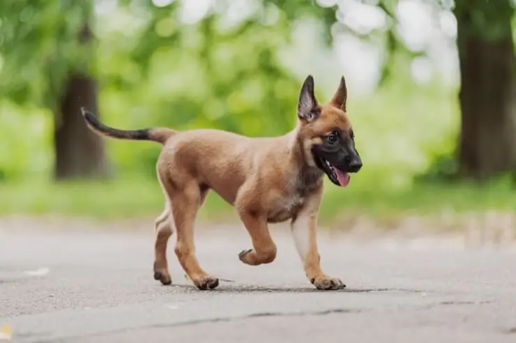 show me pictures of belgian malinois