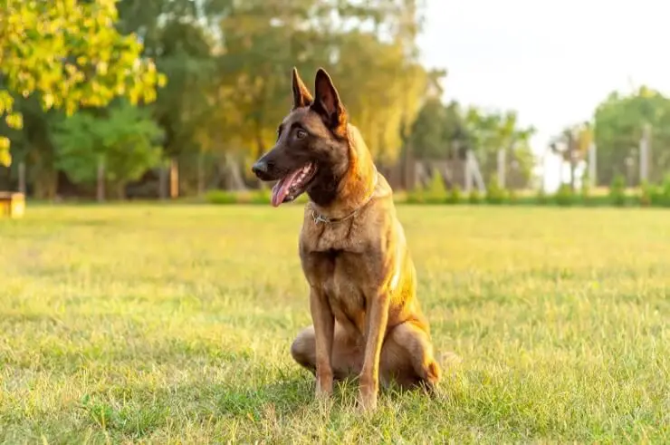 Belgian Malinois Working