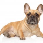 Blonde French Bulldog