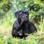 Cane Corso