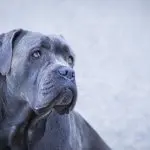 Cane Corso Dog