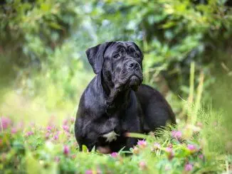 Cane Corso Fearless Protectors With Golden Hearts Cover