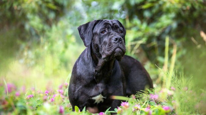 Cane Corso Fearless Protectors With Golden Hearts Cover