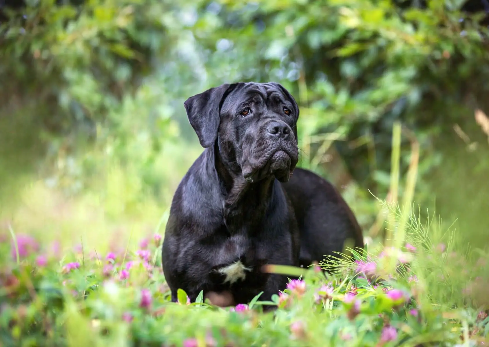 Cane Corso Fearless Protectors With Golden Hearts Perfect Dog Breeds