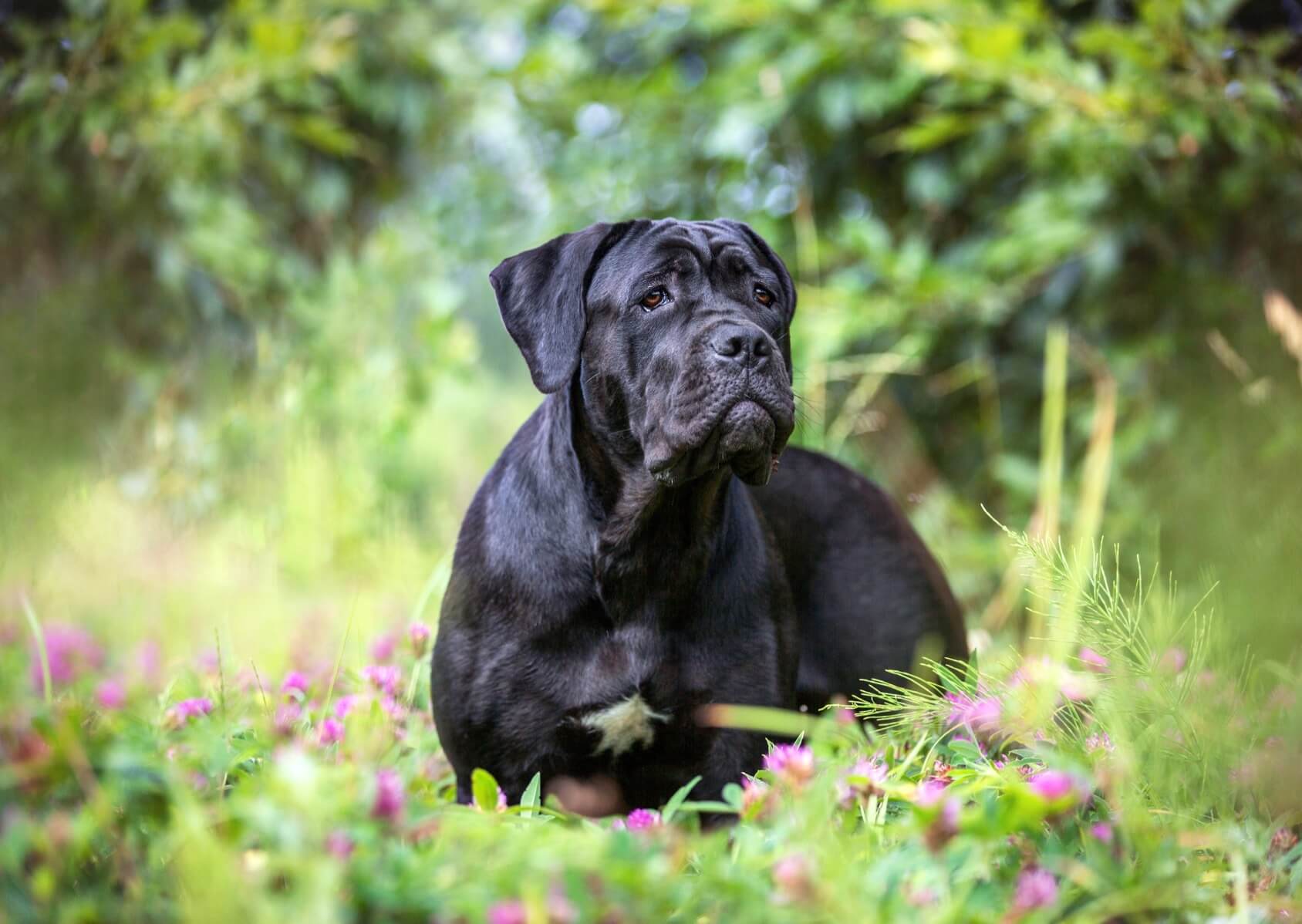 Cane Corso Fearless Protectors With Golden Hearts Perfect Dog Breeds